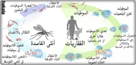 ظهور مرض اللشمانيا في الجنوب التونسي